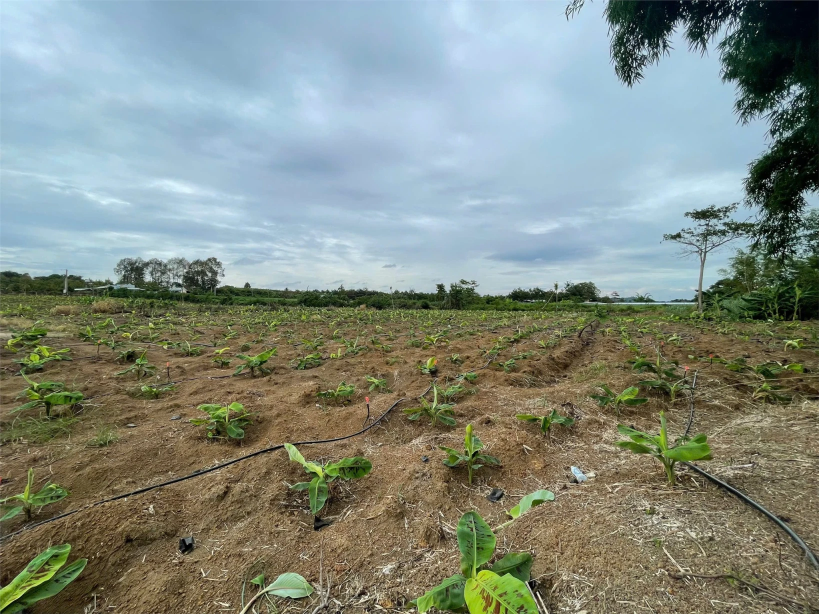 CƠ HỘI ĐẦU TƯ SIÊU HẤP DẪN - CẦN BÁN GẤP ĐẤT – GIÁ NGỘP HIẾM CÓ TẠI Sông Ray, Cẩm Mỹ