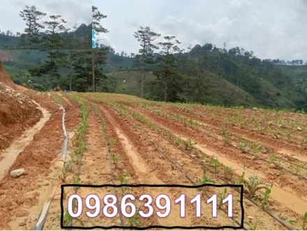 ⭐️Bán đất tại Đạ Sar, Lạc Dương, Lâm Đồng, 300 triệu/sào đẹp, nhiều tiện ích; 0986391111