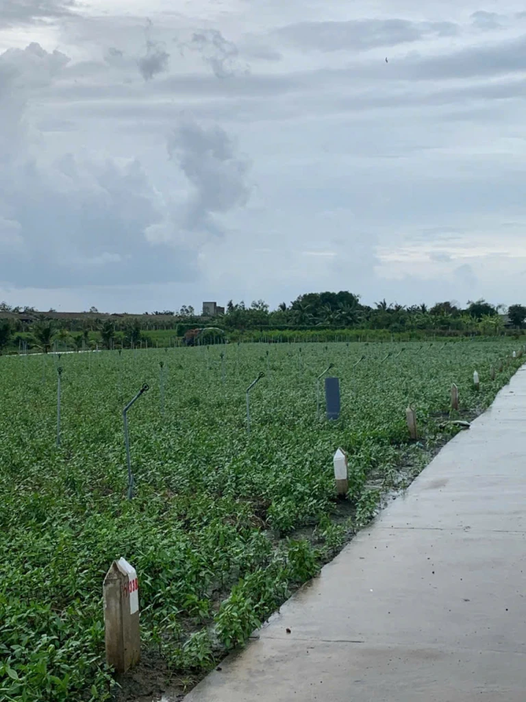 Bán gấp đất nền thổ cư Bà Lẫy Sổ sẵn công chứng ngay