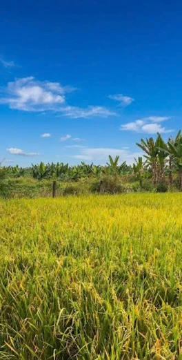 ĐẤT – KV CHÂU PHA PHÚ MỸ, GẦN KỀ KCN CHÂU ĐỨC