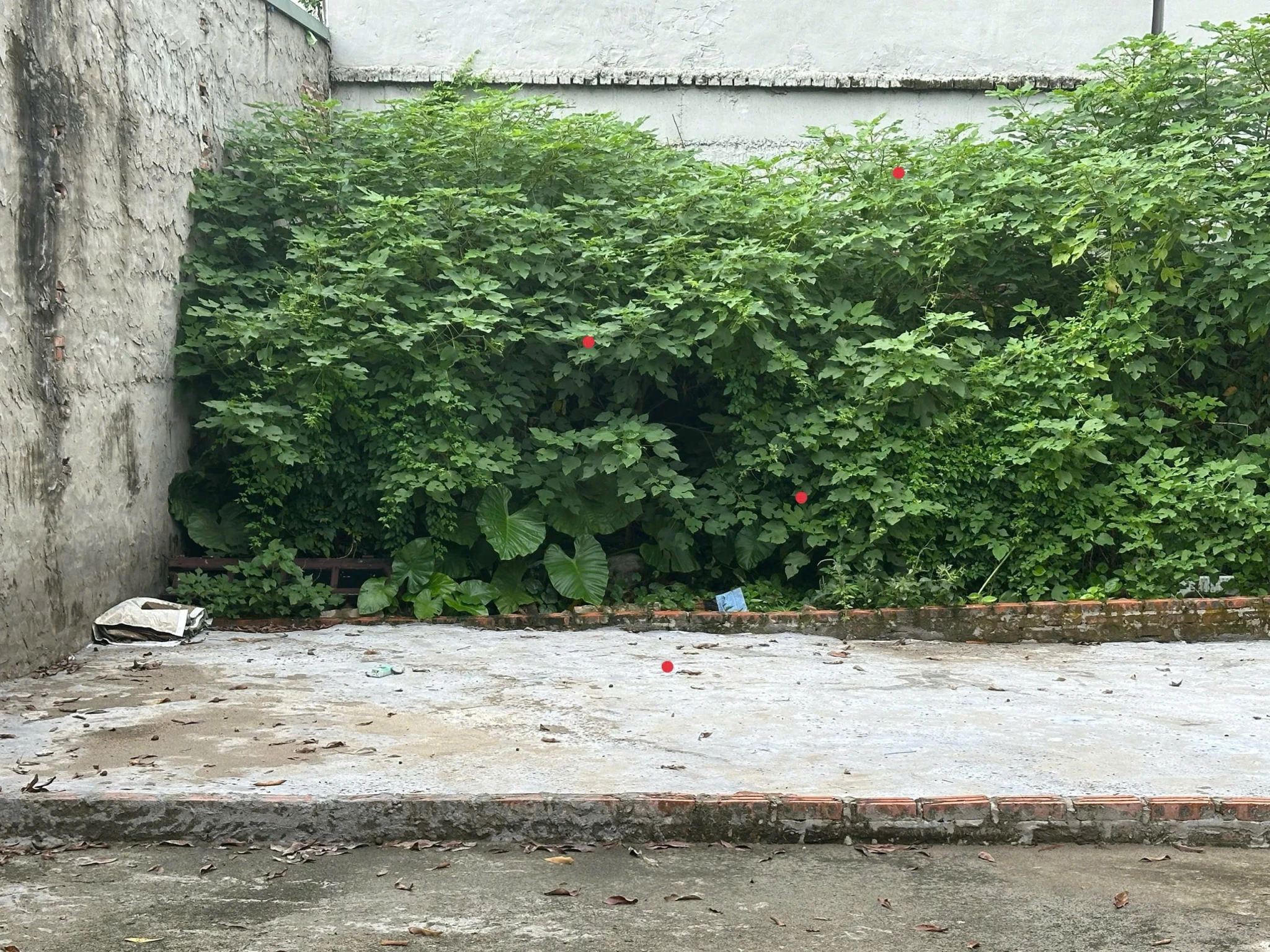 BÁN ĐẤT DƯƠNG ĐỨC HIỀN DT 65M2 VÀI BƯỚC RA CHỢ DÂN SINH TRƯỜNG HỌC VUÔNG VẮN GIÁ HƠN 2 TỶ