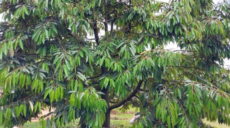 CHÍNH CHỦ BÁN 1,8 HA ĐẤT VƯỜN – CÓ SẴN NHÀ, 2 HỒ TƯỚI, SẦU RIÊNG VÀ CÀ PHÊ