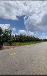 CHO THUÊ ĐẤT DT-746, XÃ THƯỜNG TÂN, BẮC TÂN UYÊN, TP.HCM