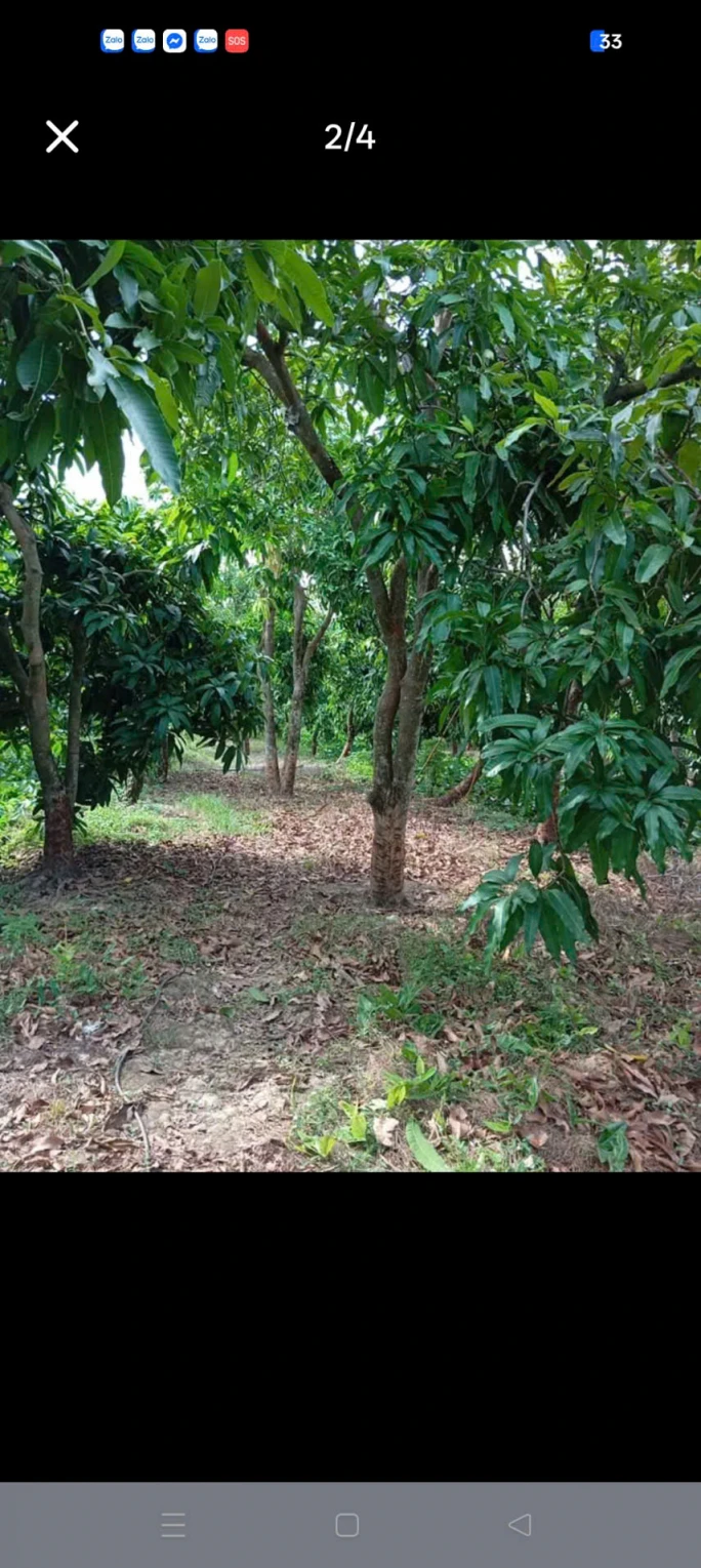 CẦN BÁN 14 CÔNG ĐẤT VƯỜN TRỒNG XOÀI – BÌNH HÀNG TRUNG, CAO LÃNH, ĐỒNG THÁP