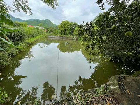 Lô 481:Siêu phẩm nghỉ dưỡng 1.250m2 (400m2 thổ cư) tại Đồng Thịnh, Yên Lập, Phú Thọ (nay là Yên Lập - Phú Thọ)